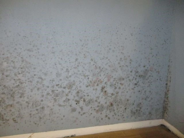 Schimmel-Flecken an weisser Wand