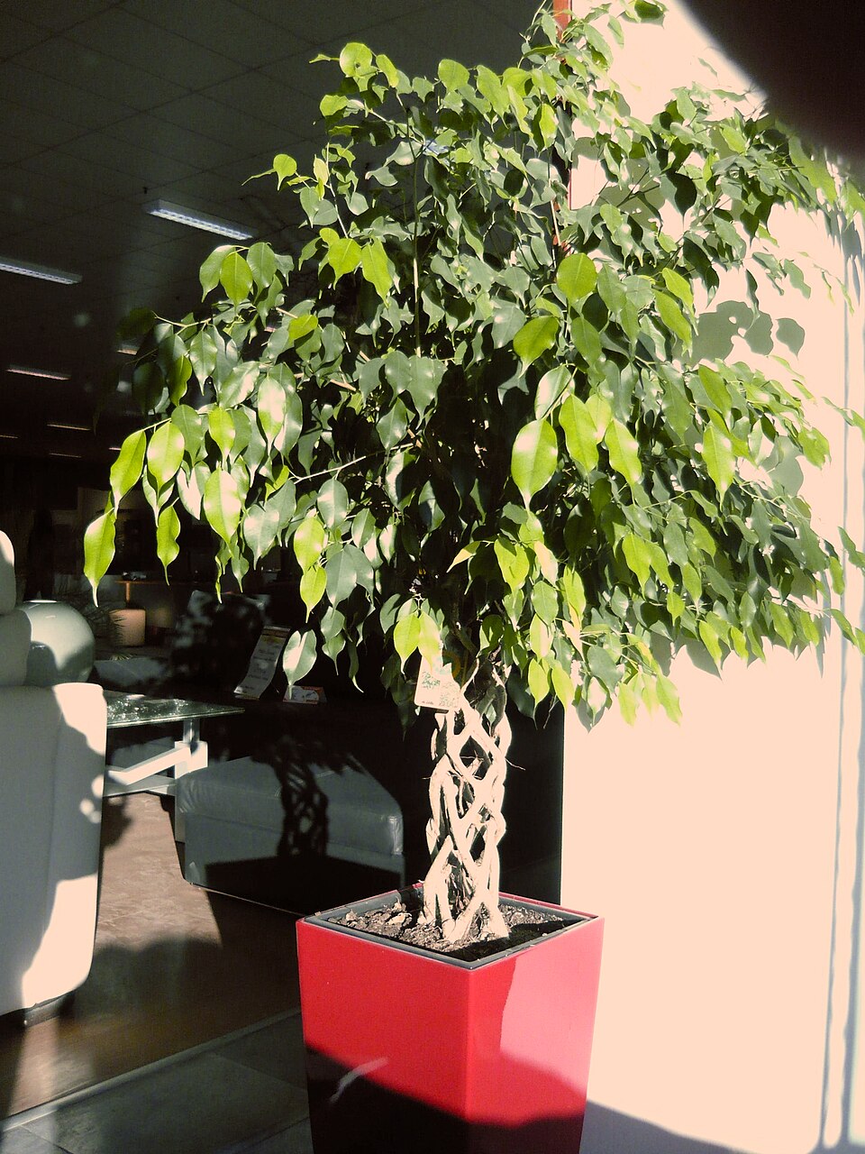 Zimmerpflanze Ficus benjamina